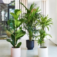 Indoor Plants