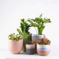 Other Plants