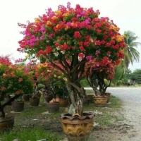 Outdoor Plants