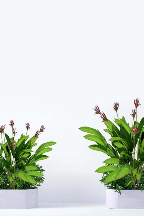 outdoor-plants