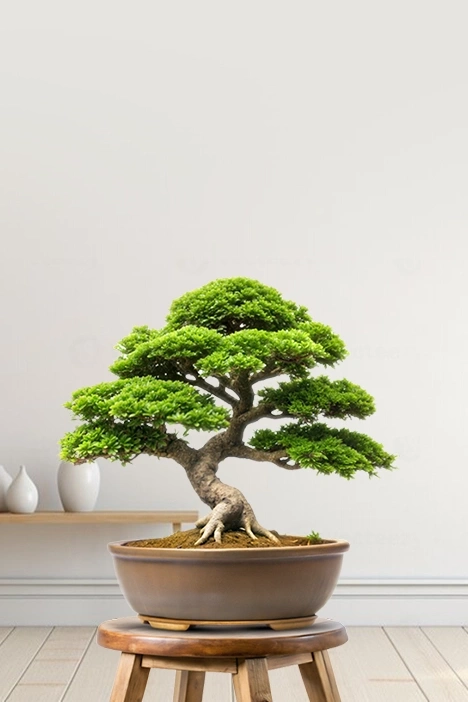 indoor-plants